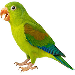 Tovi Parakeet